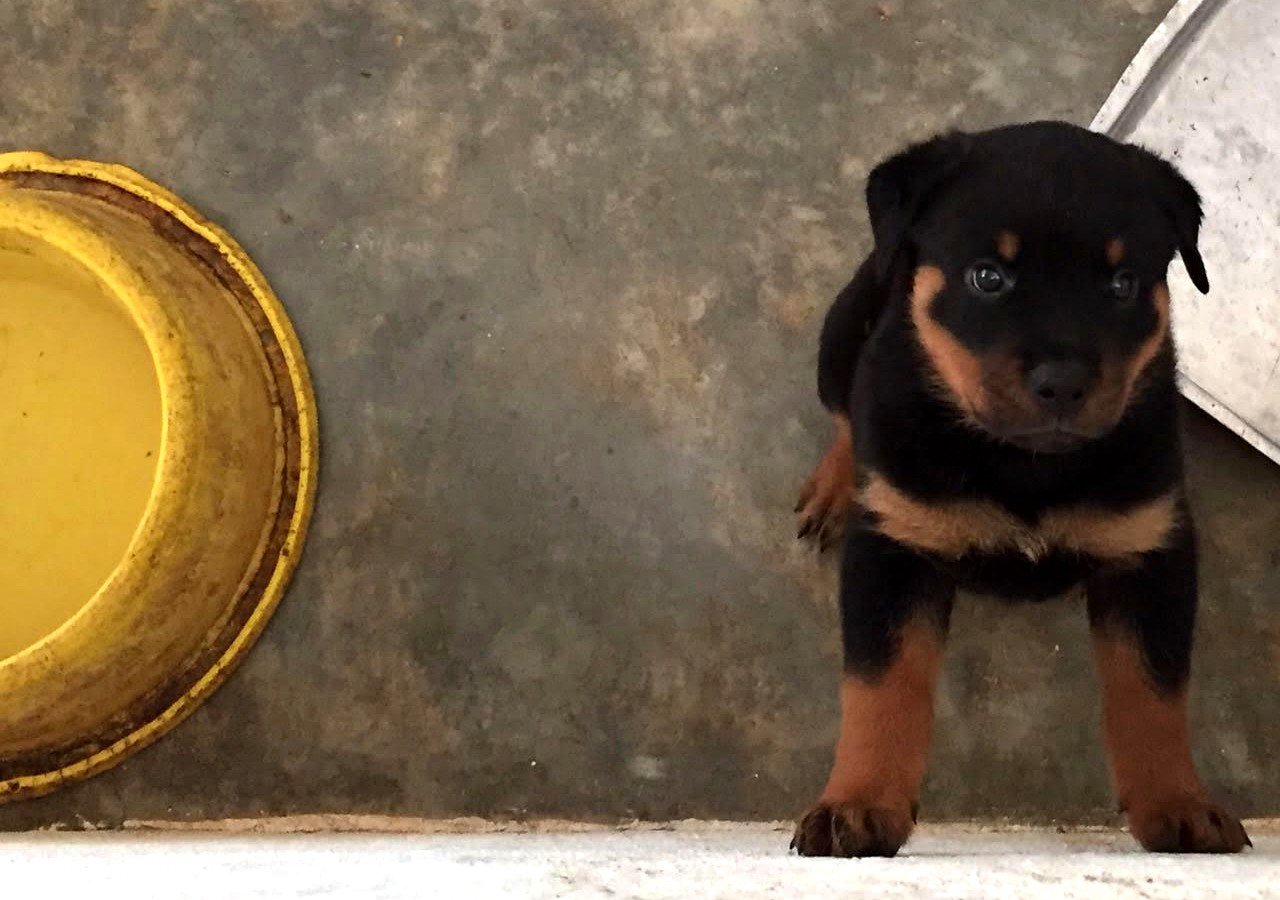 Rottweiler puppy standing on a concrete floor beside a food bowl