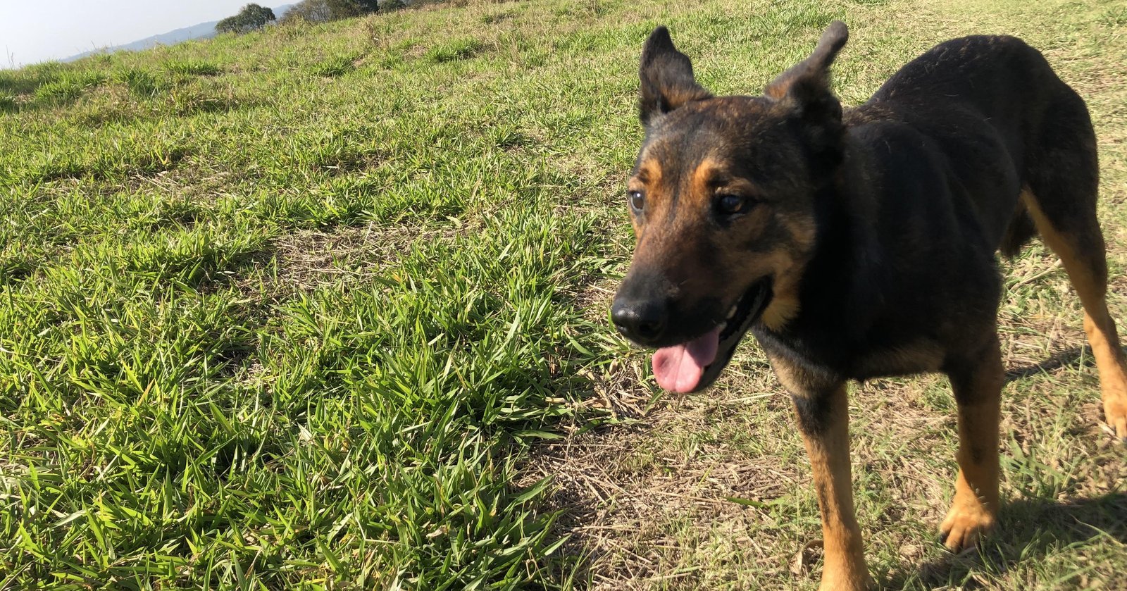 Happy dog sniffing during a walk outdoors, exercise and dog anxiety